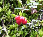 Rubus pedatus
