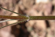 Asclepias albicans