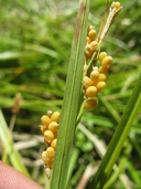 Carex aurea
