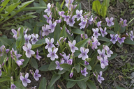 Viola alisoviana