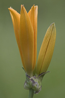 Hemerocallis middendorfii