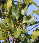 Quercus x morehus