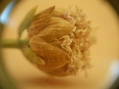 Monardella linoides ssp. linoides