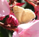 Coenonympha tullia california