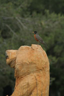 Turdus migratorius