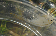 Conservancy Shrimp