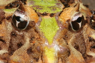 Ceratophrys aurita