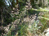 Calamagrostis bolanderi