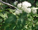 Spiraea betulifolia var. lucida