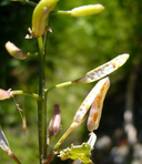 Nasturtium officinale