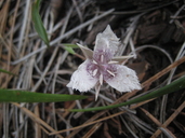 Calochortus tolmiei