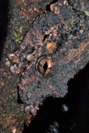 Scinax boulengeri