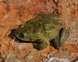 Telmatobius marmoratus