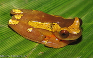 Dendropsophus leucophyllatus