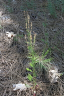 Rumex acetosella