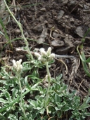 Photo of Antennaria marginata