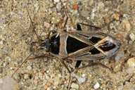 Mediterranean Seed Bug