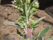 Phacelia heterophylla ssp. virgata