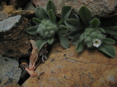 Oreocarya sobolifera