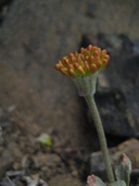 Eriogonum alpinum