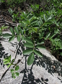 Sorbus californica