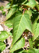 Acer laxiflorum