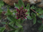 Trifolium longipes ssp. shastense