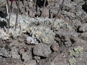Eriogonum ovalifolium var. purpureum