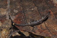 Ceratophora aspera