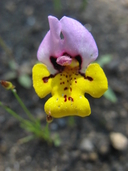 Diplacus pulchellus