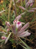 Chloropyron maritimum ssp. palustre