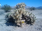Cylindropuntia echinocarpa