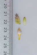 Chloropyron molle ssp. hispidum