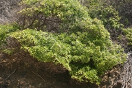 Myoporum laetum