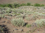 Artemisia arbuscula ssp. longiloba