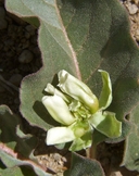 Asclepias nyctaginifolia