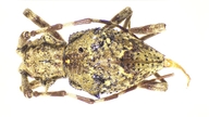 Echthistatus spinosus