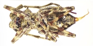 Echthistatus spinosus