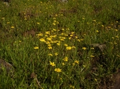 Lasthenia californica ssp. californica