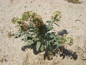 Eremothera boothii ssp. condensata
