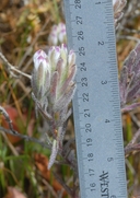Chloropyron maritimum ssp. maritimum