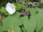 Calystegia silvatica ssp. disjuncta