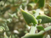 Petalonyx thurberi ssp. gilmanii
