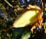 Fremontodendron californicum ssp. californicum