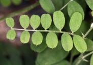 Vicia americana ssp. americana