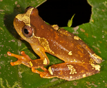 Dendropsophus sarayacuensis