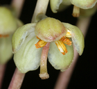 Pyrola picta