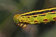 White-lined Sphinx Moth Caterpillar