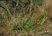 Frasera albicaulis
