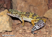 Turkestan Leopard Gecko